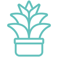 Agave Syrup & Agave Inulin